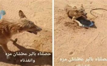 سعودي ينقذ حياة ذئب كاد يموت عطشًا وسط الصحراء (فيديو)