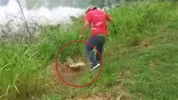 رجل مخمور يرشق أنثى التمساح بالحجارة ويتلقى عقابا قاسيا