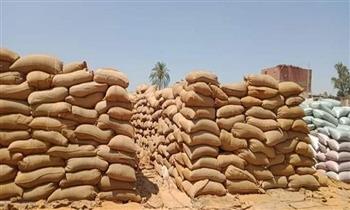 توريد 95.6 % من المستهدف من القمح بمحافظة بنى سويف