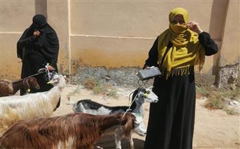 الزراعة" و"التضامن" يوزعان 450 مشروعا لتربية الأغنام في شمال سيناء