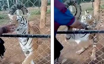 نمر أكل ذراعه.. نهاية مأسوية لحارس حديقة حيوان في المكسيك (فيديو)