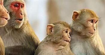 بريطانيا: ارتفاع إصابات "جدري القرود" إلى 574 حالة