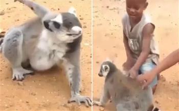 فيديو طريف للرأفة بالحيوان .. الليمور يطلب من طفلين المسح على ظهره