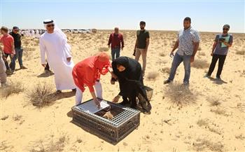 البيئة: لأول مرة تعاون مصري إماراتي لإطلاق وإعادة توطين طيور الحباري في مصر