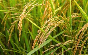 مدير عام الزراعة بدمياط: زراعة 28 ألف فدان أرز