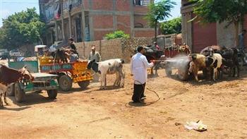 محافظ الشرقية: علاج 558 رأس ماشية ضمن قافلة "حياة كريمة" البيطرية