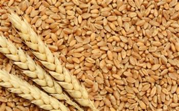 زراعة الغربية: حرمان الممتنعين عن توريد القمح من صرف الأسمدة المدعمة وامتيازات البنك الزراعي