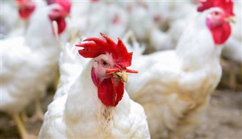 الكويت: حظر استيراد اللحوم من المكسيك والجابون وفرنسا بسبب إنفلونزا الطيور