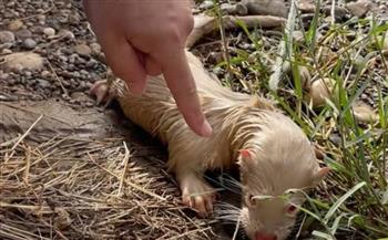 العثور على حيوان غريب في نهر دجلة.. «لونه وردي وعيونه حمراء»(فيديو)