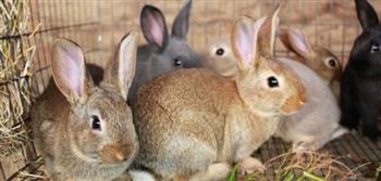 «الصحة الحيوانية» ينظم ندوة عن الإصابات البكتيرية والفيروسية للأرانب