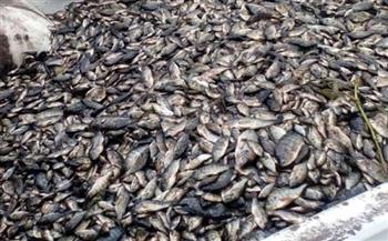 ضبط طنين و330 كيلو أسماك غير صالحة للاستخدام الآدمي بكفر الشيخ