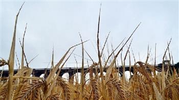 موسكو: تصدير الحبوب الأوكرانية يتطلب تطهير كييف مياهها من الألغام