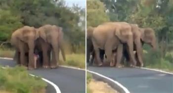 لقطات مؤثرة.. مجموعة فيلة يحيطون بفيل مولود حديثًا أثناء جولة بالغابة (فيديو)
