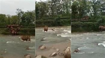 تصرف بطولي من أنثى فيل بعدما جرفت المياه صغيرها أثناء عبورهما النهر (فيديو)