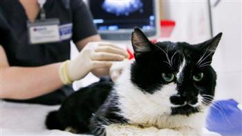 تسجيل أول حالة انتقال عدوى "كوفيد-19" من قطة إلى إنسان