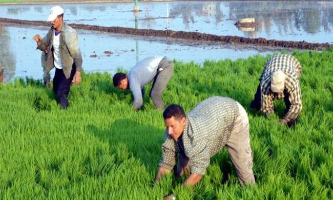 محافظ الوادي الجديد يمنح المزارعين مهلة لإزالة زراعات الأرز حفاظًا على المياه الجوفية