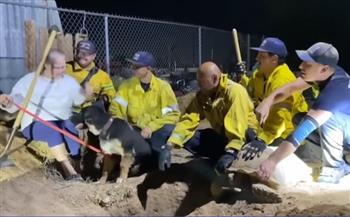 سلحفاة تحتجز كلبين داخل وكرها.. والسلطات تجري معها «مفاوضات» لتحريرهما (فيديو)