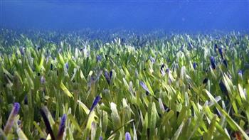 اكتشاف أكبر مساحة لنبات تحت الماء في العالم 