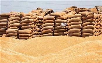 محافظ مطروح: ارتفاع نسبة توريد القمح إلى 23.6 ألف طن منذ بداية الموسم
