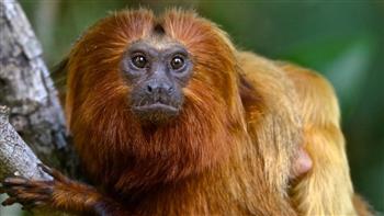 علماء: جدري القردة ربما بدأ الانتشار منذ سنوات دون أن نشعر به