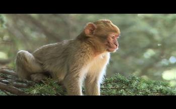 المغرب يطلق مبادرة لإعادة توطين سلالة نادرة من القردة