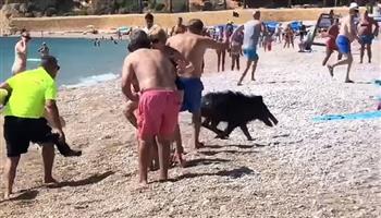 خنزير بري يثير الرعب ويهاجم المصطافين في أحد شواطئ إسبانيا (فيديو)