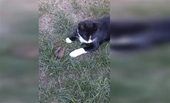 «توم وجيري».. قط يداعب فأرًا في أحد متنزهات صربيا (فيديو)