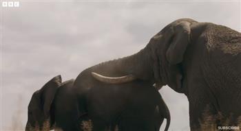 سعيًا نحو التكاثر.. معركة دامية بين ذكور الفيلة للفوز بأنثى للتزاوج (فيديو)