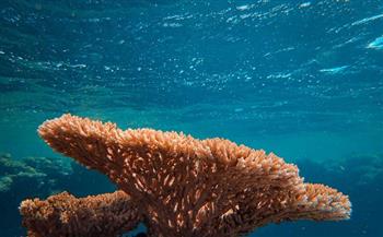 كأنه نار تصطلي.. علماء يتمكنون من سماع «أصوات» الشعاب المرجانية