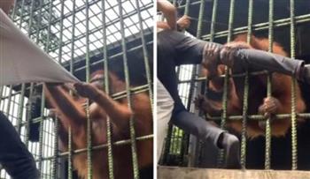 بشكل مرعب .. إنسان غاب يؤدّب شابًا استفزه في حديقة الحيوان بـ إندونيسيا (فيديو)