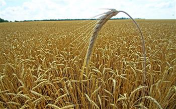 حصاد 421 ألفًا و761 فدانًا من إجمالي المساحات المنزرعة بمحصول القمح بالشرقية