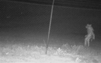 في محيط حديقة حيوان.. كاميرا ترصد كائنًا غريبًا في ولاية أمريكية (صور)