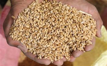 ضبط 16 طن قمح وأرز قبل بيعها في السوق السوداء بكفر الشيخ 