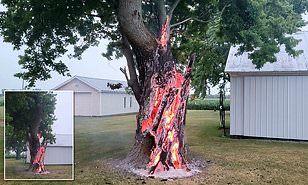شجرة تحترق داخليًا بـ صاعقة في ولاية أوهايو 