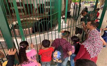 رئيس حدائق الحيوان : 35 ألف زائر في ثاني أيام عيد الأضحى