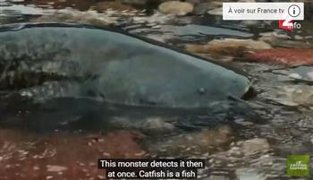 أصابت العلماء بالدهشة.. أسماك تبرع في صيد الحمام خارج المياه (فيديو)
