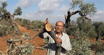 الاحتلال يعتقل ثلاثة فلسطينيين من رام الله والقدس ومُستوطنون يقتلعون 450 شجرة