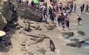 «كانوا بيضايقوهم».. حيوانات البحر تؤدّب زوار شاطئ أمريكي (فيديو)
