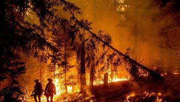 تدمير نحو 1000 هكتار من الغابات بسبب الحرائق في إقليم جرندة جنوبي غرب فرنسا