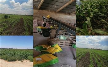 «الزراعة» تستعد للموسم الشتوي بتوفير التقاوي عالية الجودة والإنتاجية