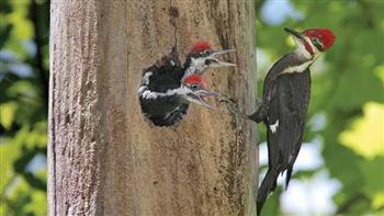 دراسة تكشف أسرارا جديدة عن قدرات طائر «نقار الخشب»
