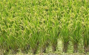 الانتهاء من زراعة 40 ألف فدان من الأرز بدمياط