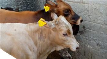 محافظ كفر الشيخ يؤكد استمرار حملات تحصين الماشية ضد الحمى القلاعية والوادي المتصدع