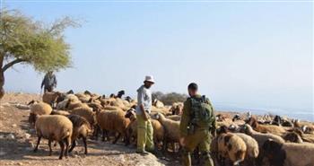 مستوطنون يهاجمون رعاة الأغنام ومنازل المواطنين شرق بيت لحم