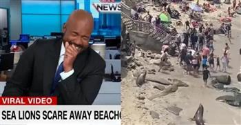كلاب البحر تشتم رواد شاطئ في كاليفورنيا.. نوبة ضحك هيستيرية لمذيع CNN (فيديو)