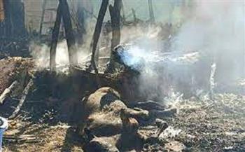 نفوق 23 رأس ماشية في حريق داخل حظيرة مواشي ببني سويف 