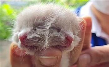 موت القطة المولودة بوجهين في تايلاند بعد أيام من ولادتها 