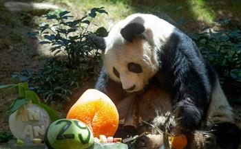 نفوق حياة الباندا الأكبر سنًا في العالم عن 35 عامًا