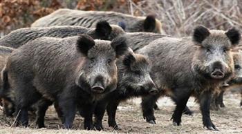 اكتشاف حمى الخنازير الإفريقية في مزرعتين بولاية كيرالا الهندية
