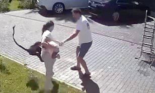 أصابها بجروح شديدة.. قرد يهاجم طفلة روسية بوحشية بعد هروبه من حديقة حيوان (فيديو)